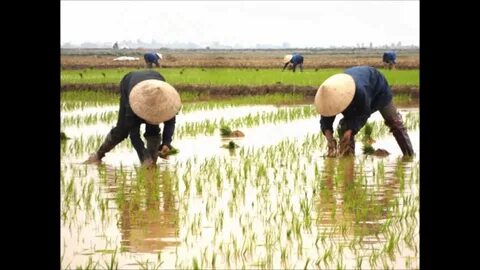 Cách Khởi Nghiệp Kiếm Tiền Bán Thời Gian Dành Cho Người Mới_Phân phối video đa kênh